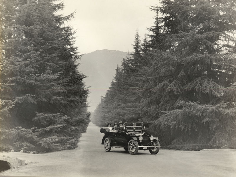 This photo shows a car driving down a boulevard lined with evergreens.